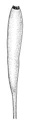 Tayloria purpurascens, capsule, dry. Drawn from A.J. Fife 6919, CHR 406855, and M.J.A. Simpson 1109, CHR 106044.
 Image: R.C. Wagstaff © Landcare Research 2015 